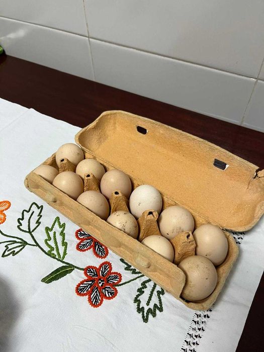Ovos de galinha caseiros