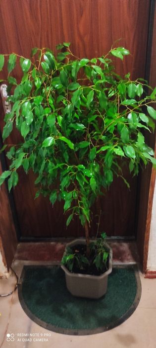 Фикус Бенджамина очень красивое растение