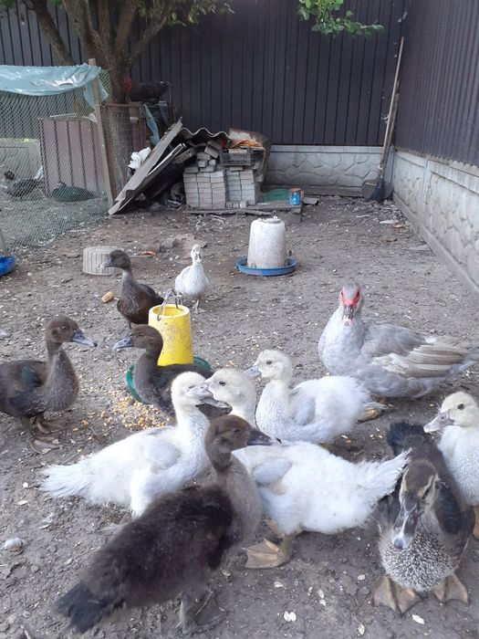 Мускуснiкачки,каченята.