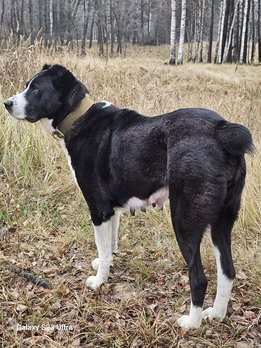 Продам цуценят Середньоазіатської вівчарки (САО) Туркменського Алабая