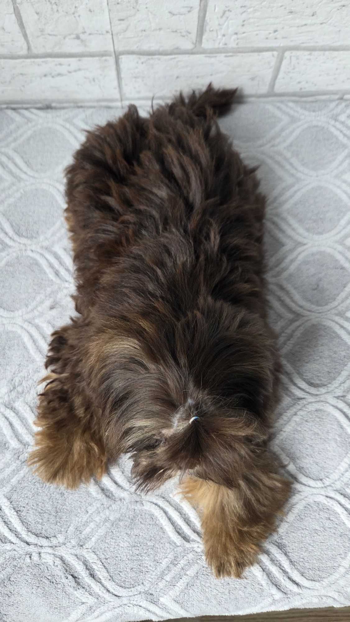 Shih Tzu  2,5 msc