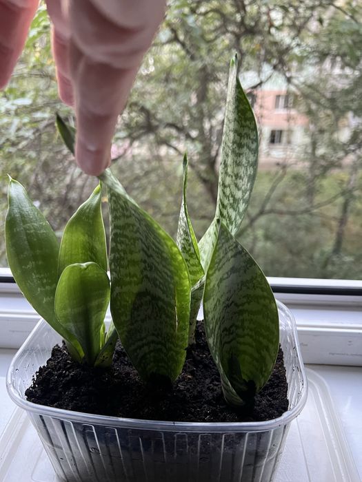 Сансевієрія, 4 молоді рослинки