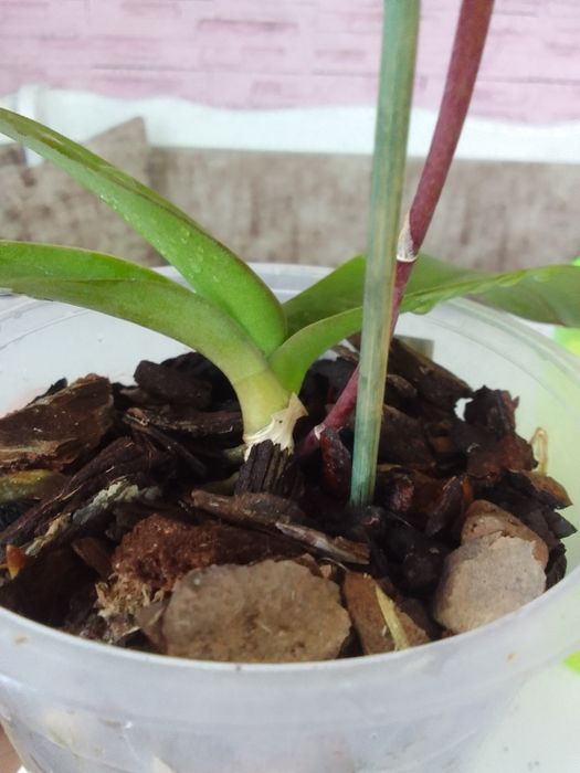 Орхидея из домашней коллекции.