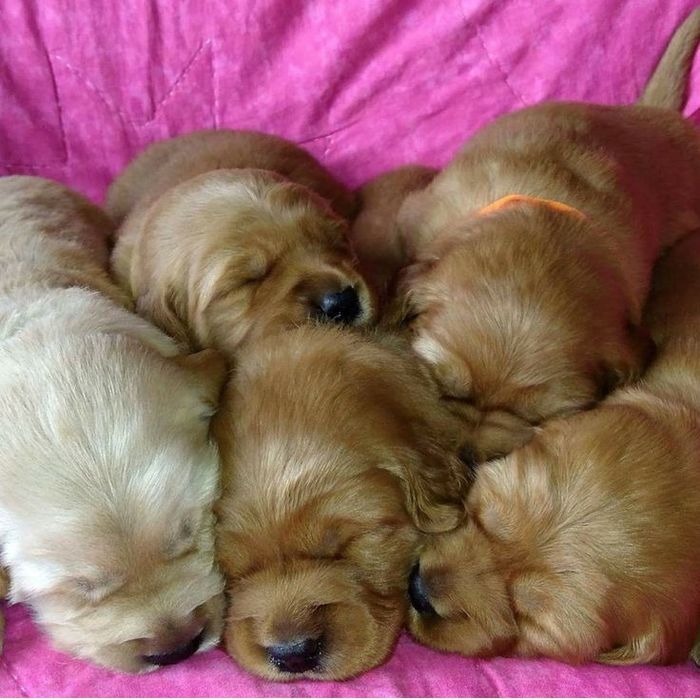 Руденька дівчинка з породними рисами та м’яким темпераментом