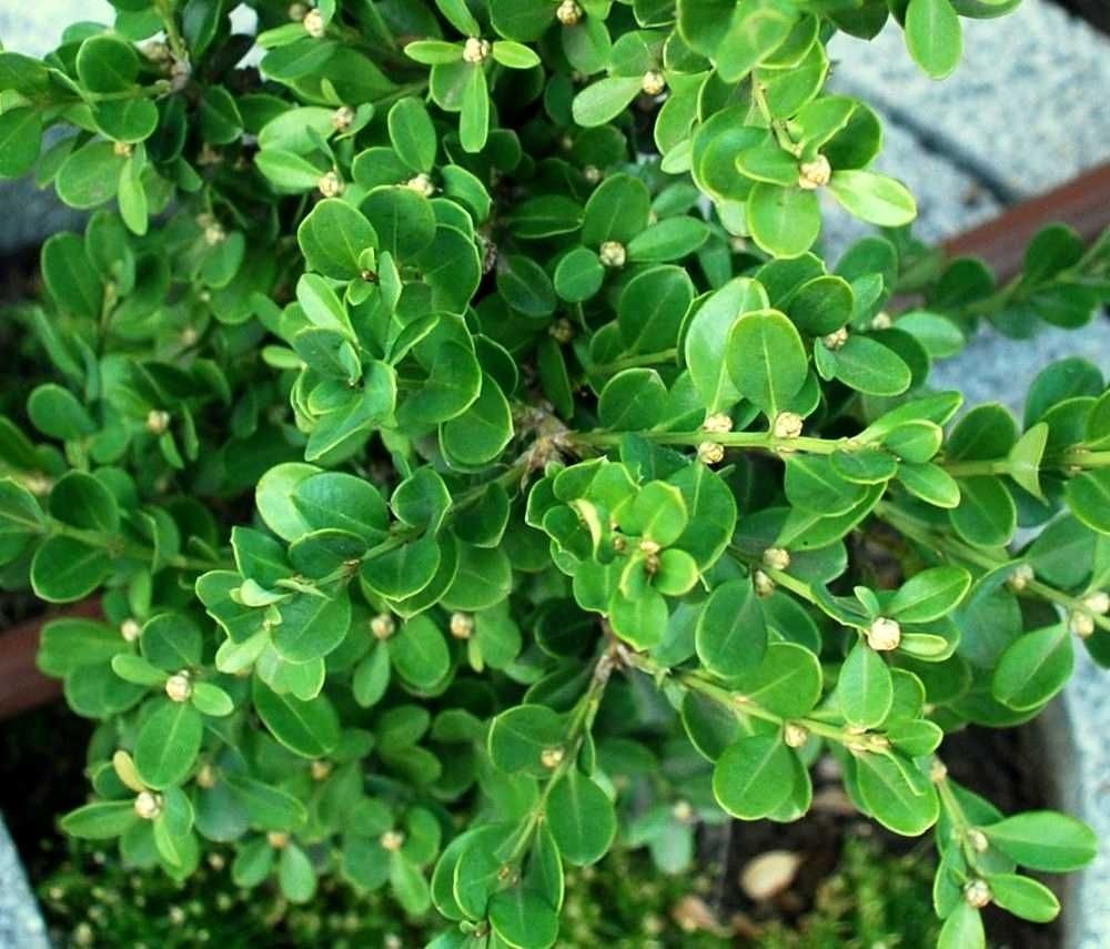 Bukszpan drobnolistny 'Trompenburg' Buxus 033