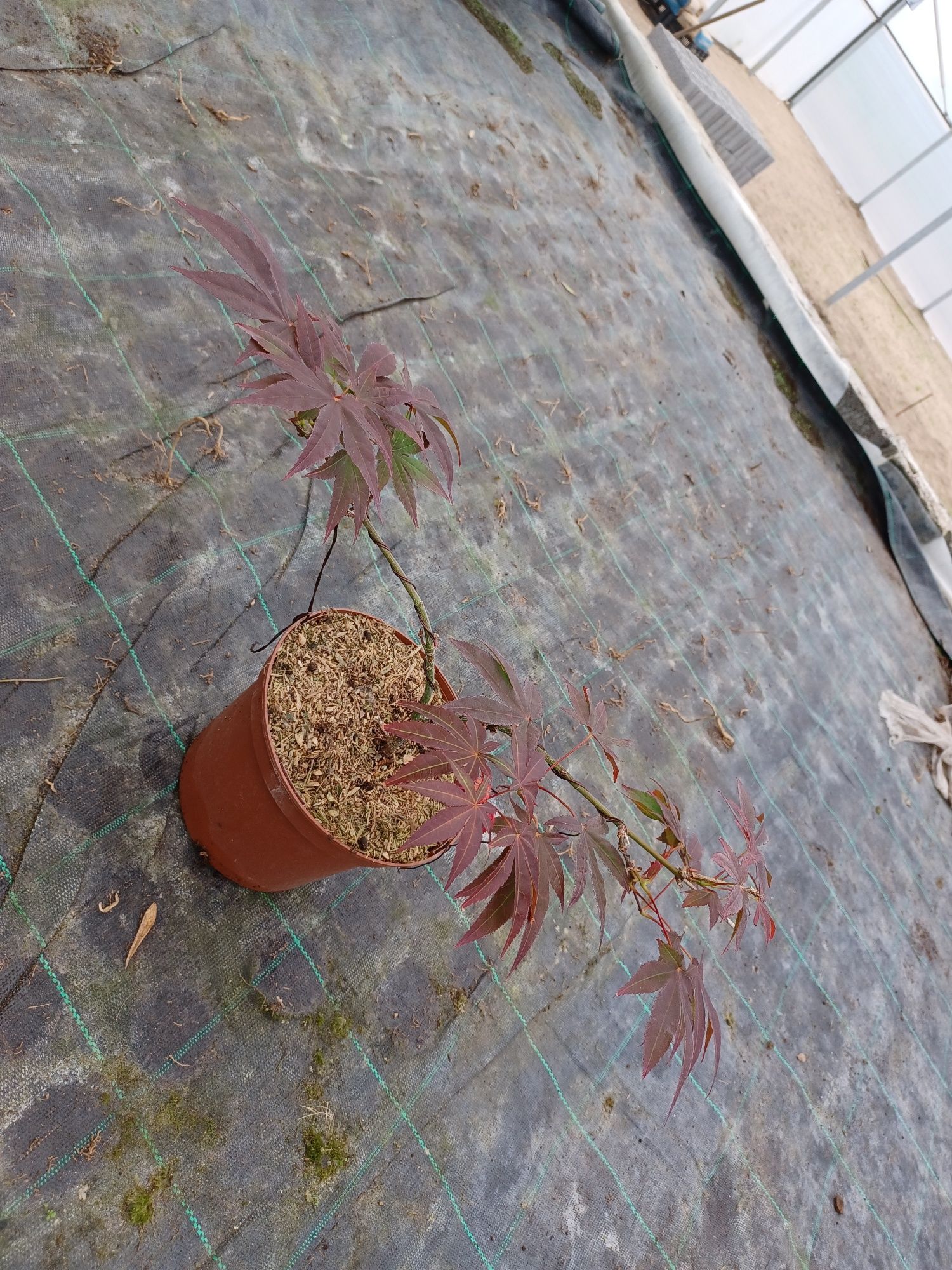 Acer Palmatum / atropurpureum