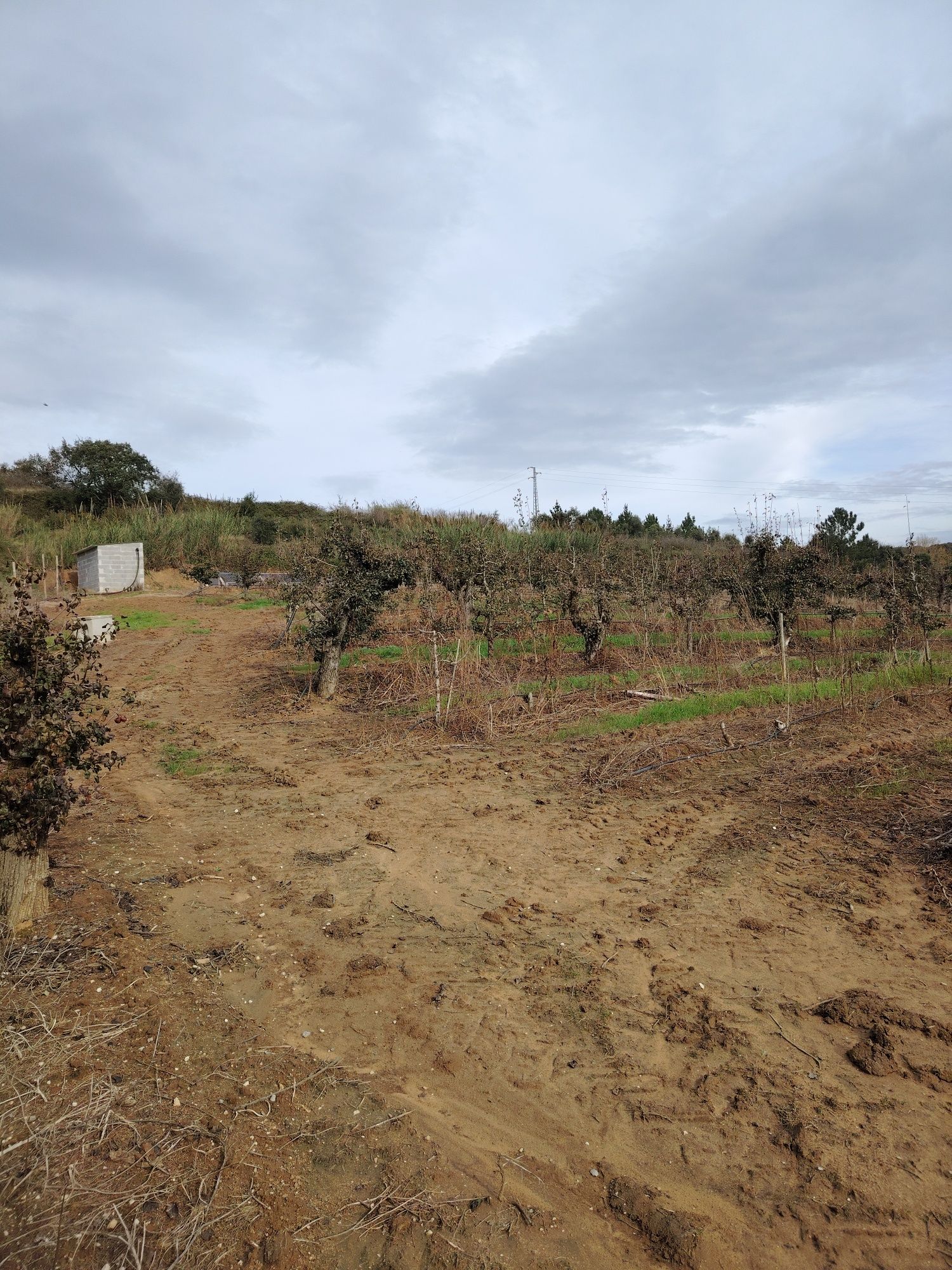Terreno em carvalhal
