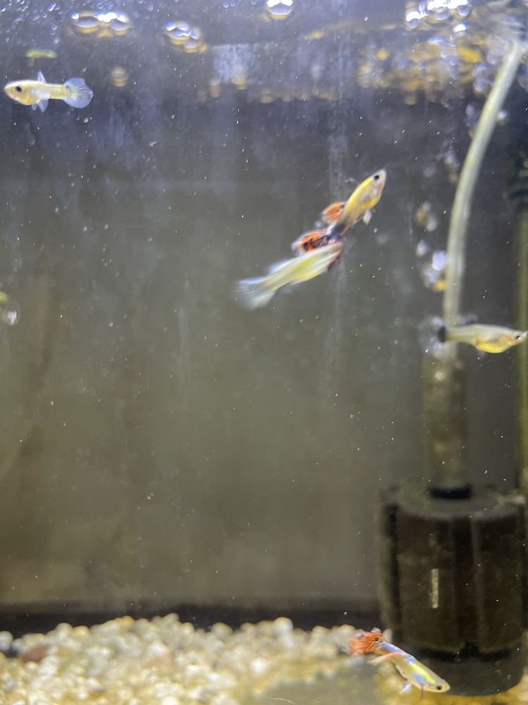 Guppys Sortidos para Venda