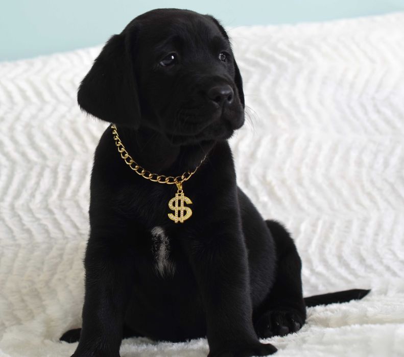 Cudowny szczeniak Labrador Retriever FCI