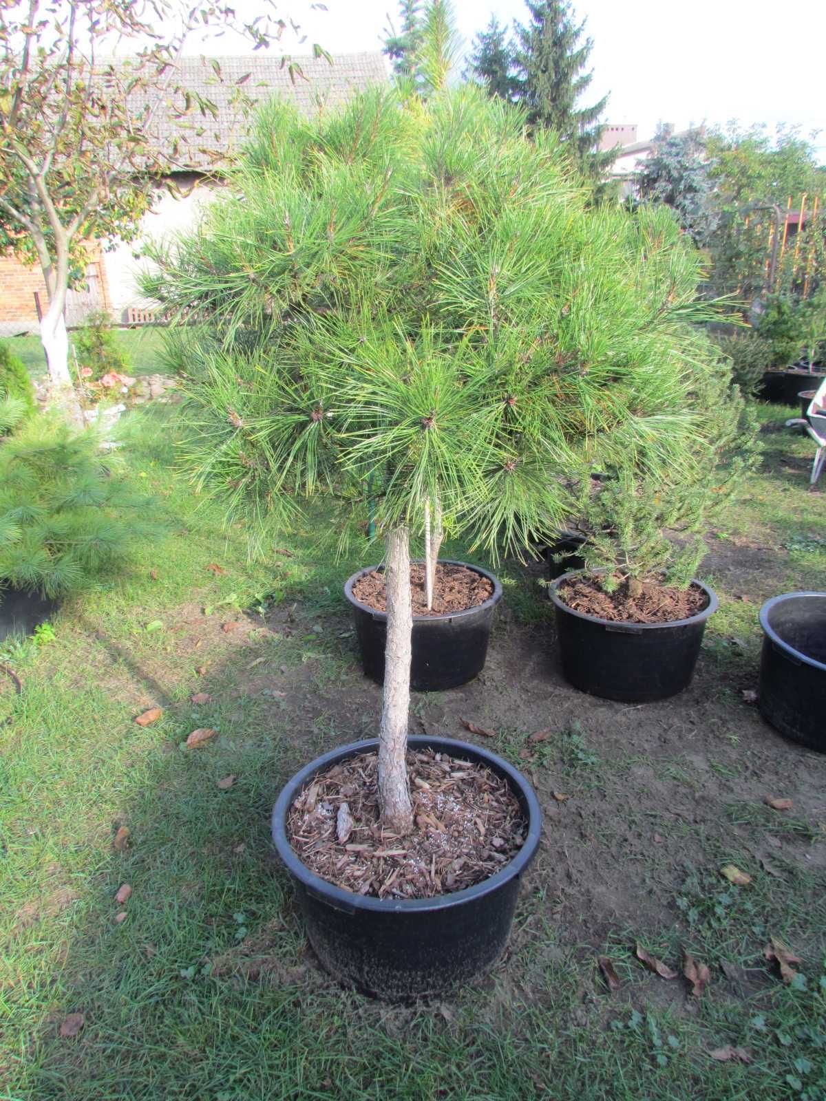 Bonsai,niwaki,pendula ,fastigiata,taras,balkon,solitier