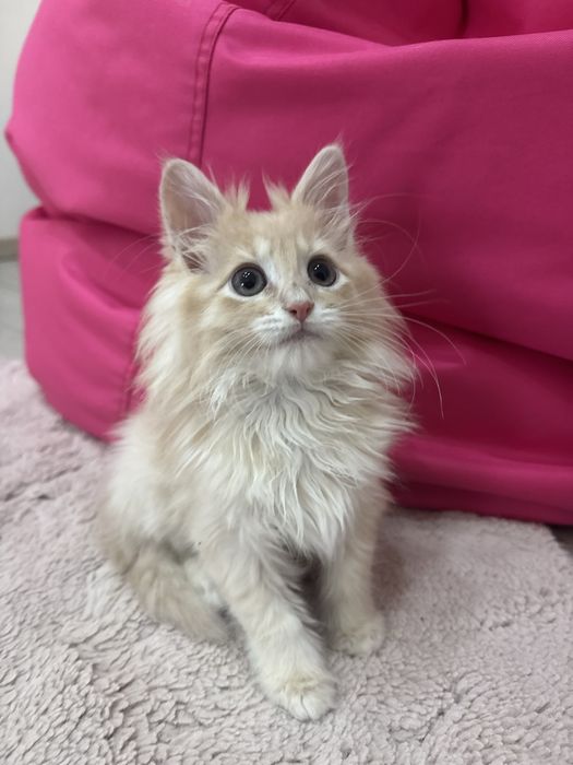 Маленький хлопчик породи Мейн-кун шукає люблячу родину