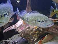 Ryba cichla temensis