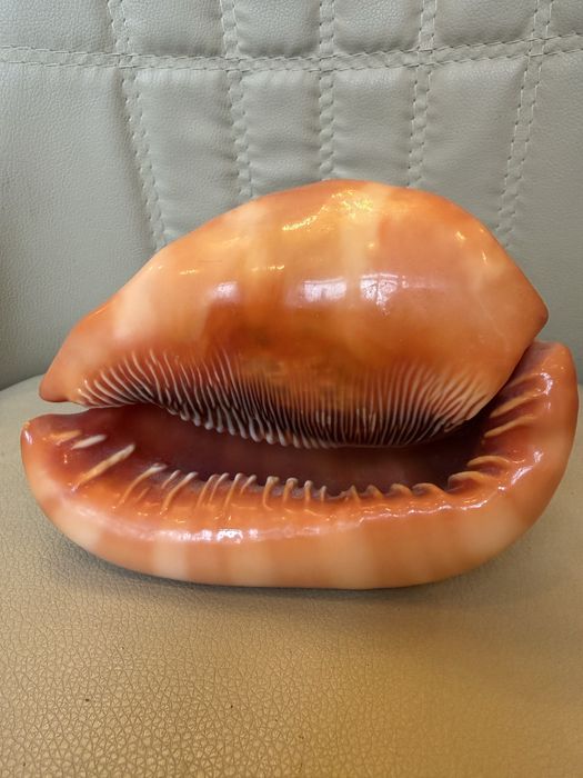 Ракушка Циприякасис Руфа губы мушля идеальная Маврикий