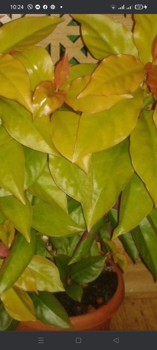 Вариегатная Шефлера. Кучерявая., 200 гр.Переския кактус с цвет.лист. ц