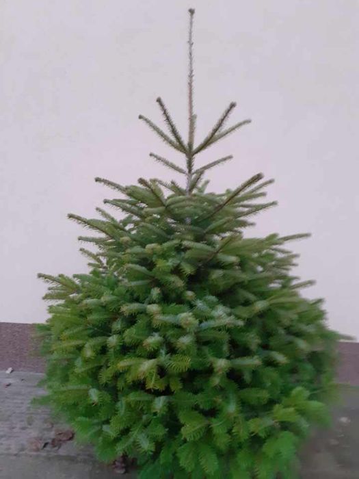 żywe choinki z dostawą