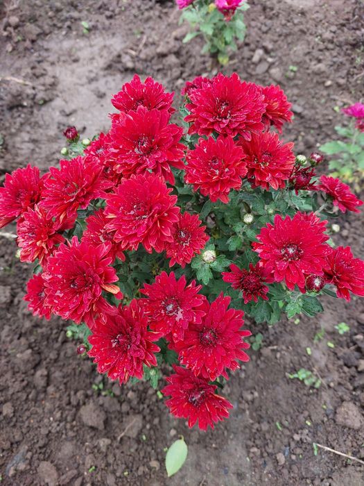 Маточники мультифлора жовта