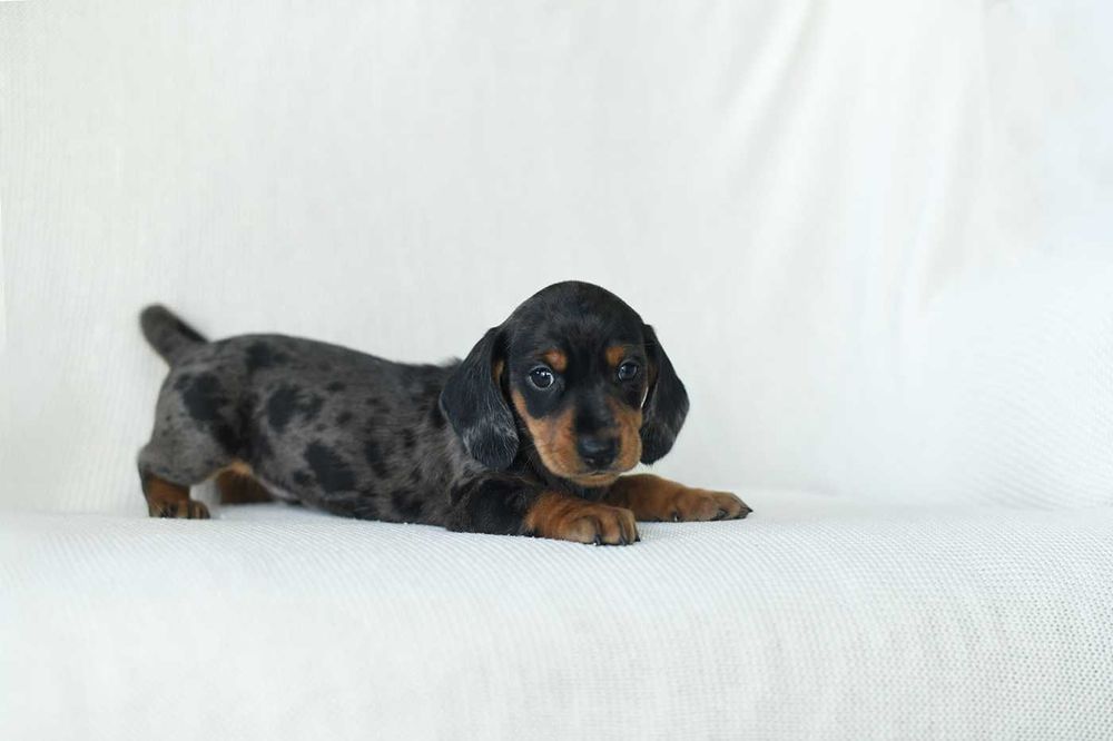 jamnik miniaturowy-rozne kolory