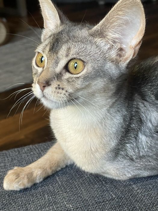 Kot Abisyński SREBRNY- rodowod WCF po Grand International Chempionie