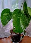 Monstera variegata