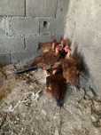 Frango do campo caseiro