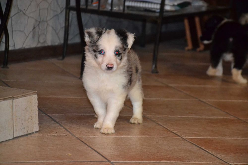 Border Collie piesek