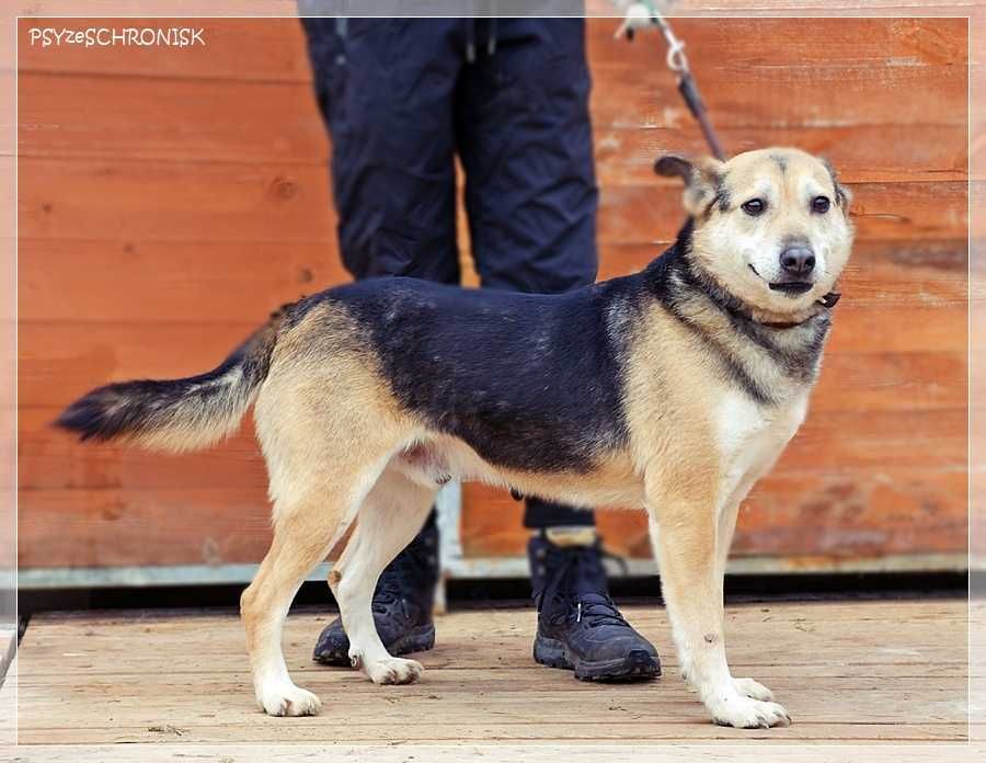 Boguś - cudowny kundelek chce dać Ci swoje serce