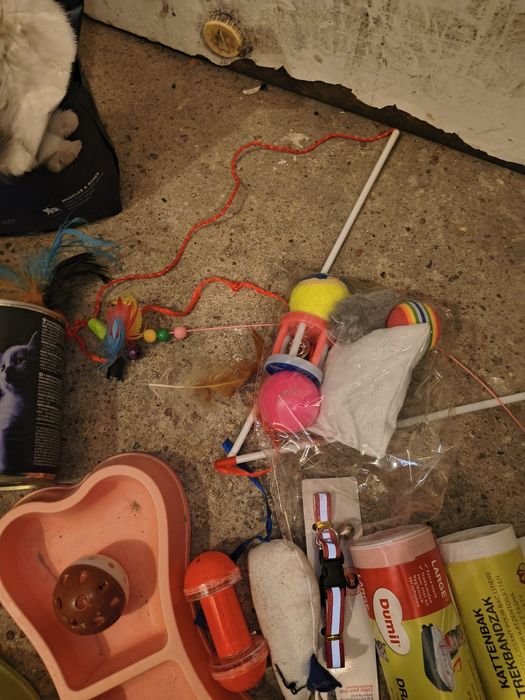 Wyposażenie wyprawka akcesoria dla kociaka