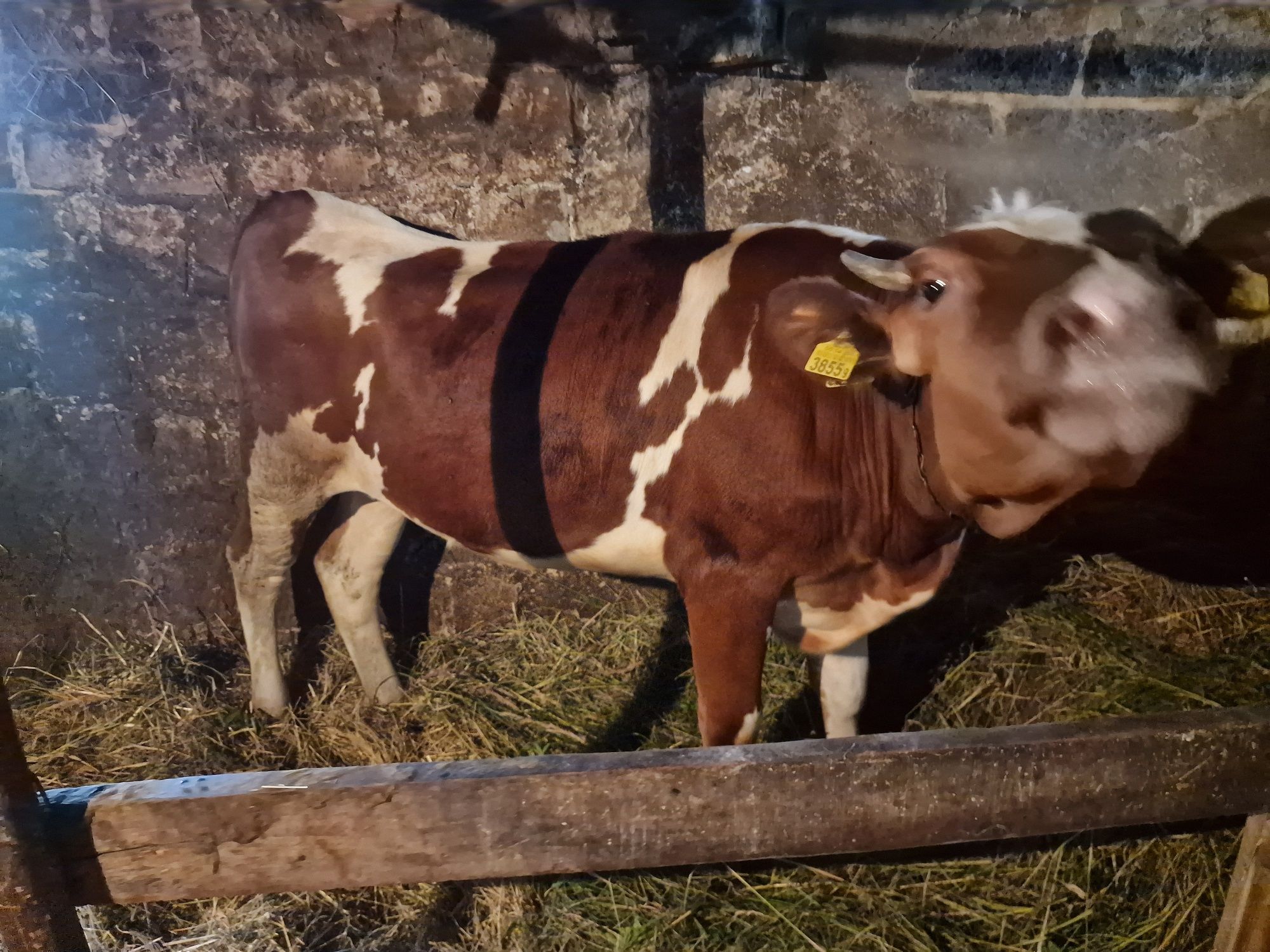 Krowa Simental 1,5 roczna