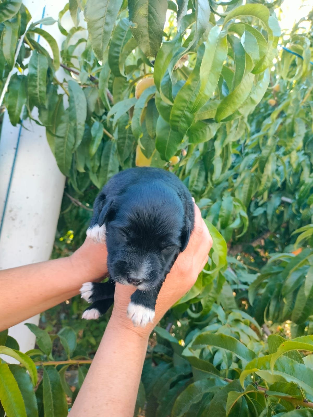 Dá-se cães para adoção responsável