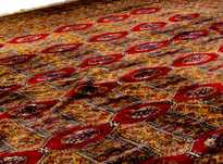 Tapete persa Bokhara 360 cm x 220 cm | século XIX