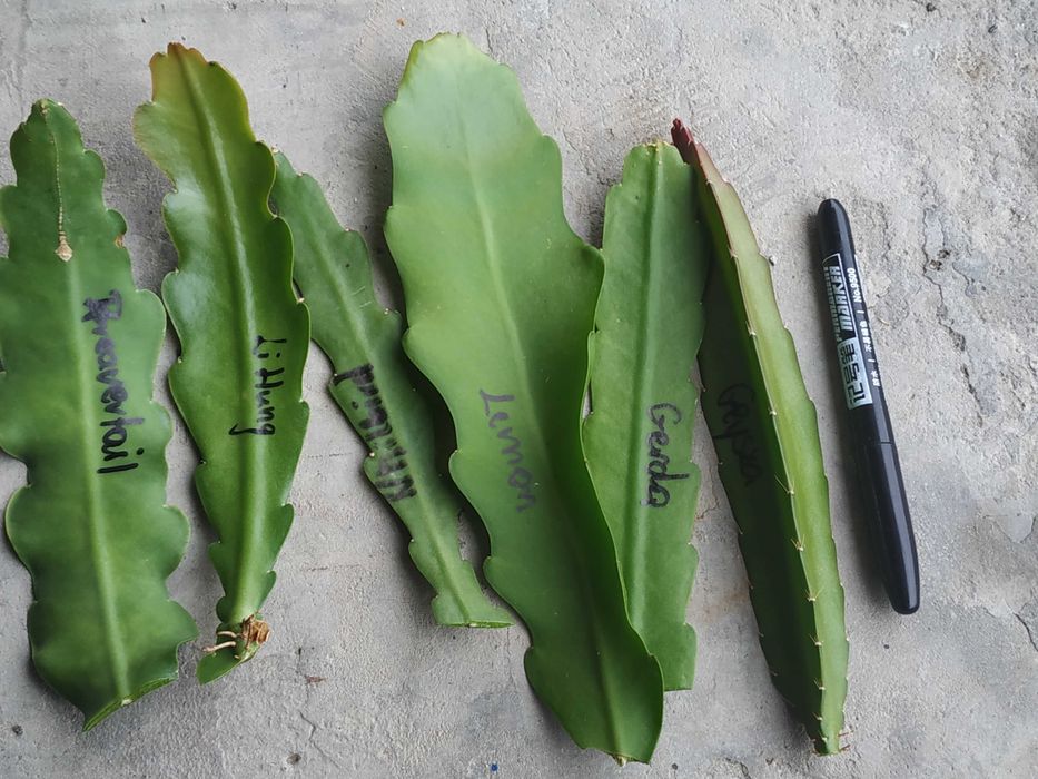 Epiphyllum Gerda. Li Hung Shan. Jennifer Ann. Sadzonki.