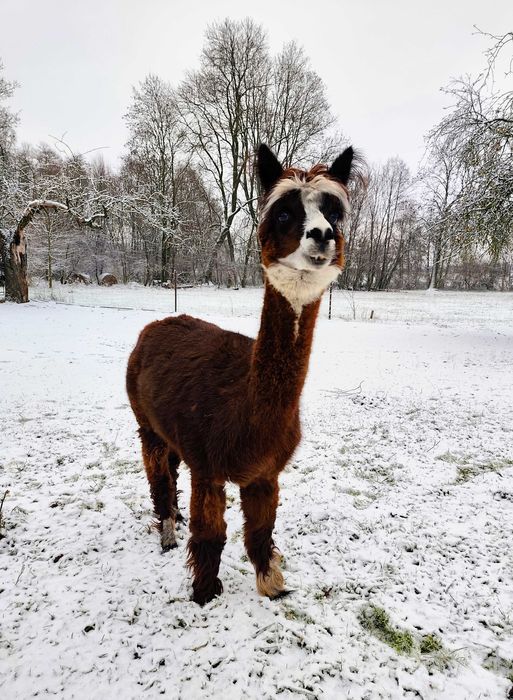 ALPAKA - samica, rodowód, DNA