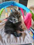 Nody kocurek Maine coon czarny klasyk