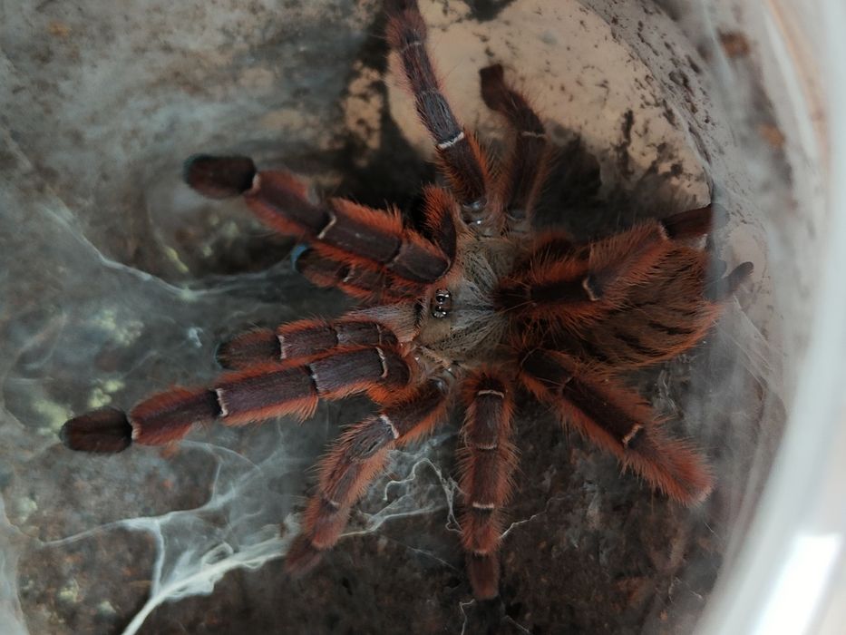 Phormingochilus sp. Rufus L2