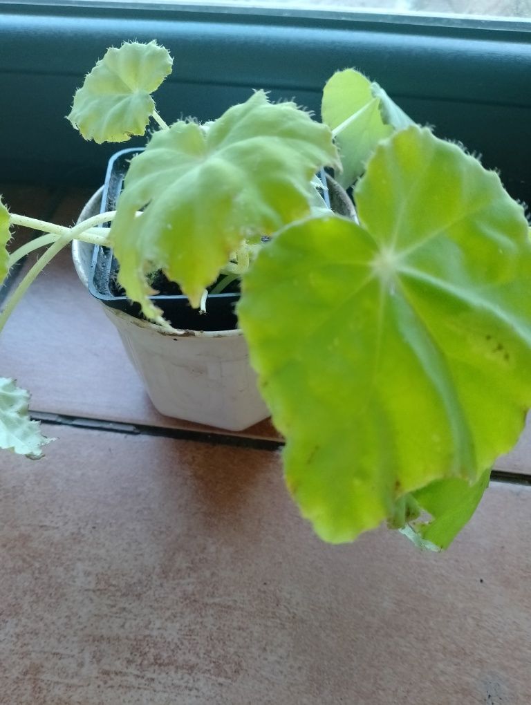 Begonia lima love,