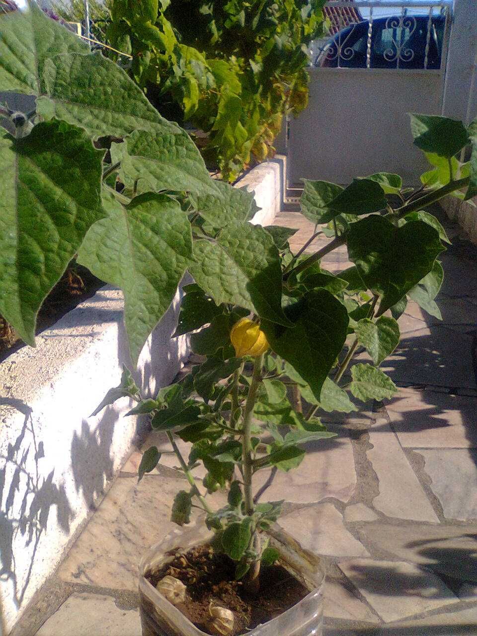 Planta de Physalis