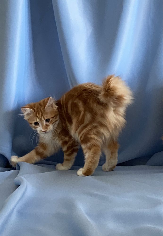Котята Курильского бобтейла