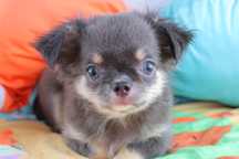 chihuahua macho pelo comprido