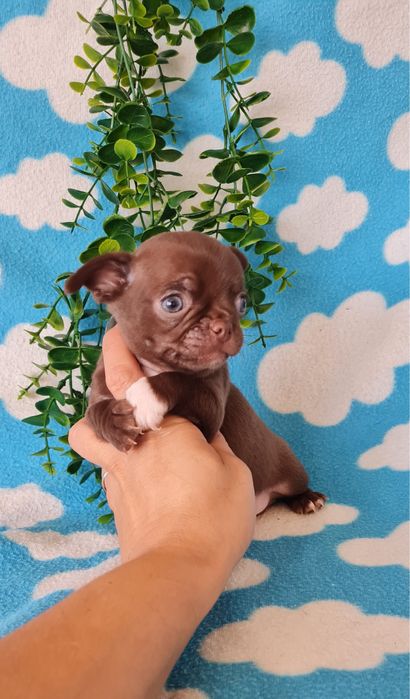 Estupendo Chocolatinho Chihuahua/Chiuaua de Qualidade