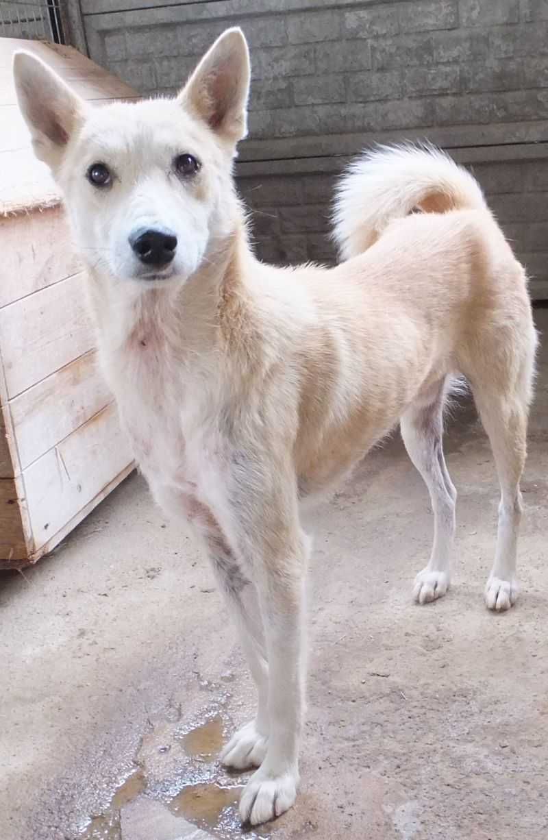 Lajdek wysoki pies, jasno beżowy do adopcji