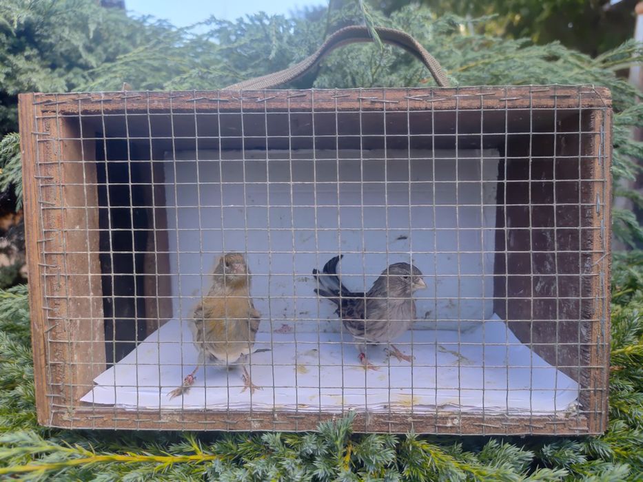 Kanarki - samiczki z 2024 r