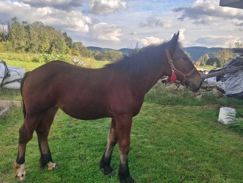 Sprzedam źrebaks klaczka zimnokrwistą