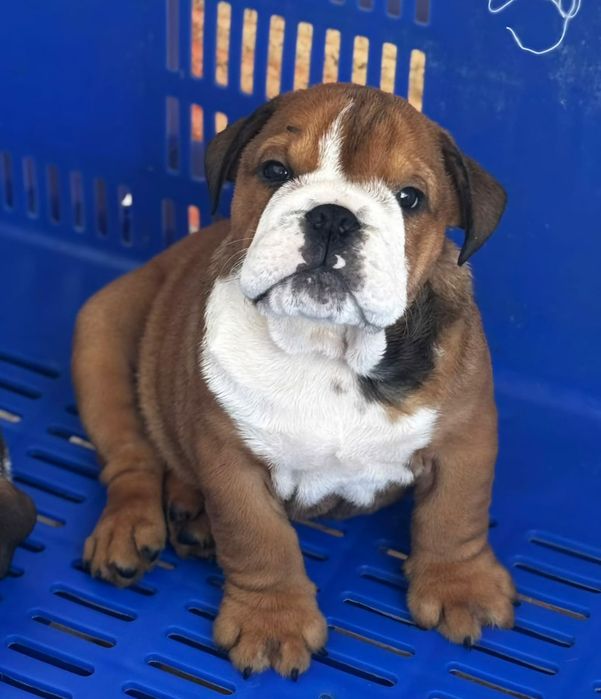 bulldog. inglês ingles