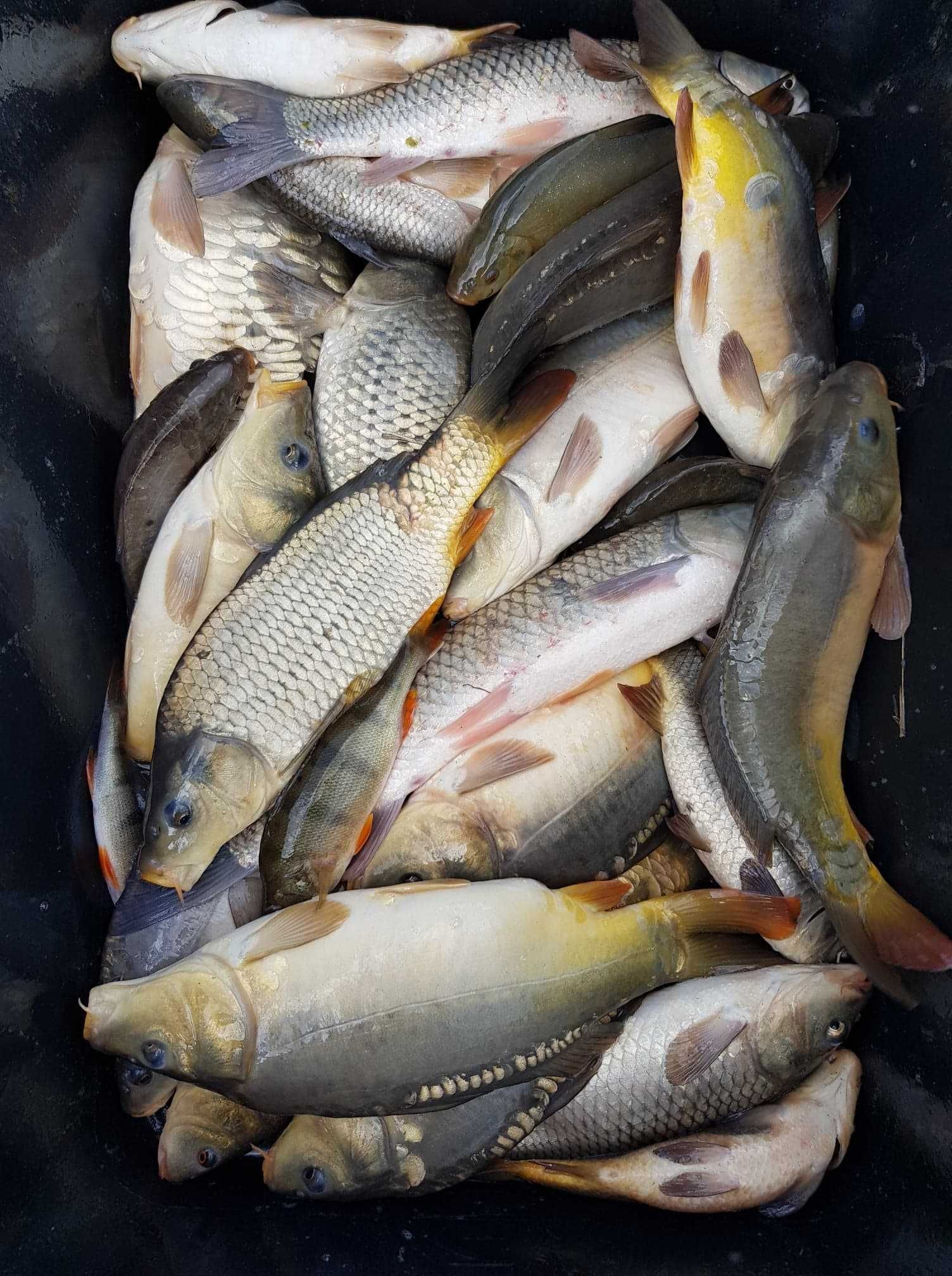 Karaś kolor, karaś na żywca ,karp kroczek szczupak handlowy