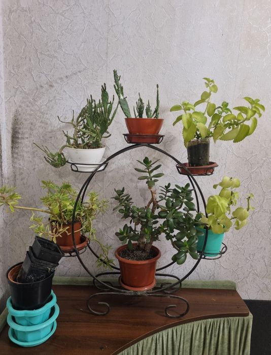 Растения и цветочная стойка