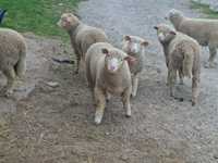 Owce jagnięta tryczki