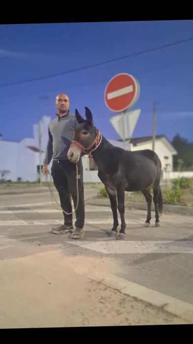 Vendo macho anão