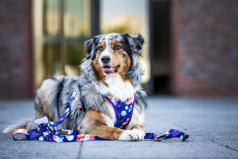 klasyczna smycz dla dużego psa powyżej 20 kg labrador collie seter