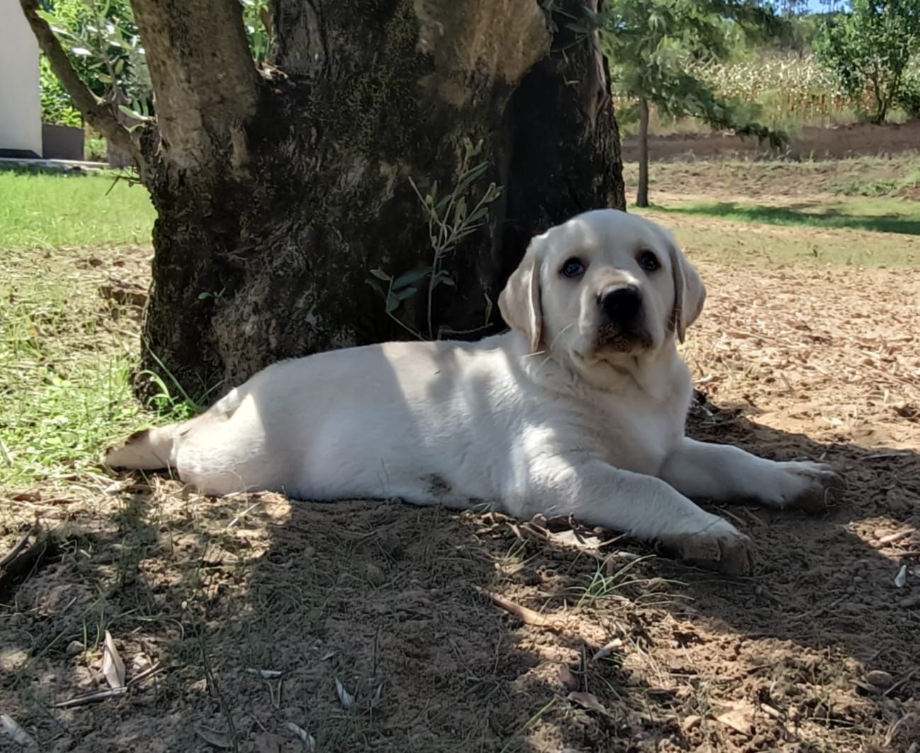 Labrador Retriever