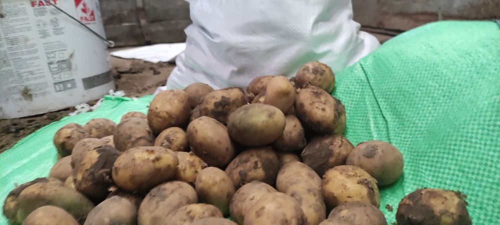 Ziemniaki odpad od jadalnych 20gr/kg